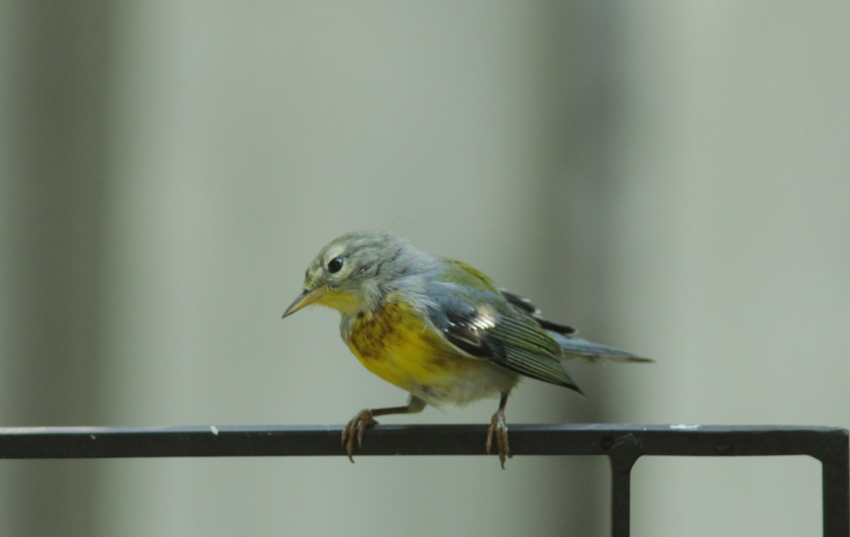 Northern Parula - ML468855501