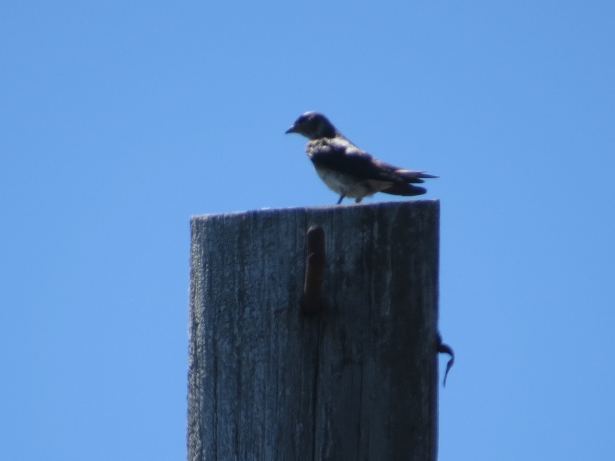 Purple Martin - ML468855781