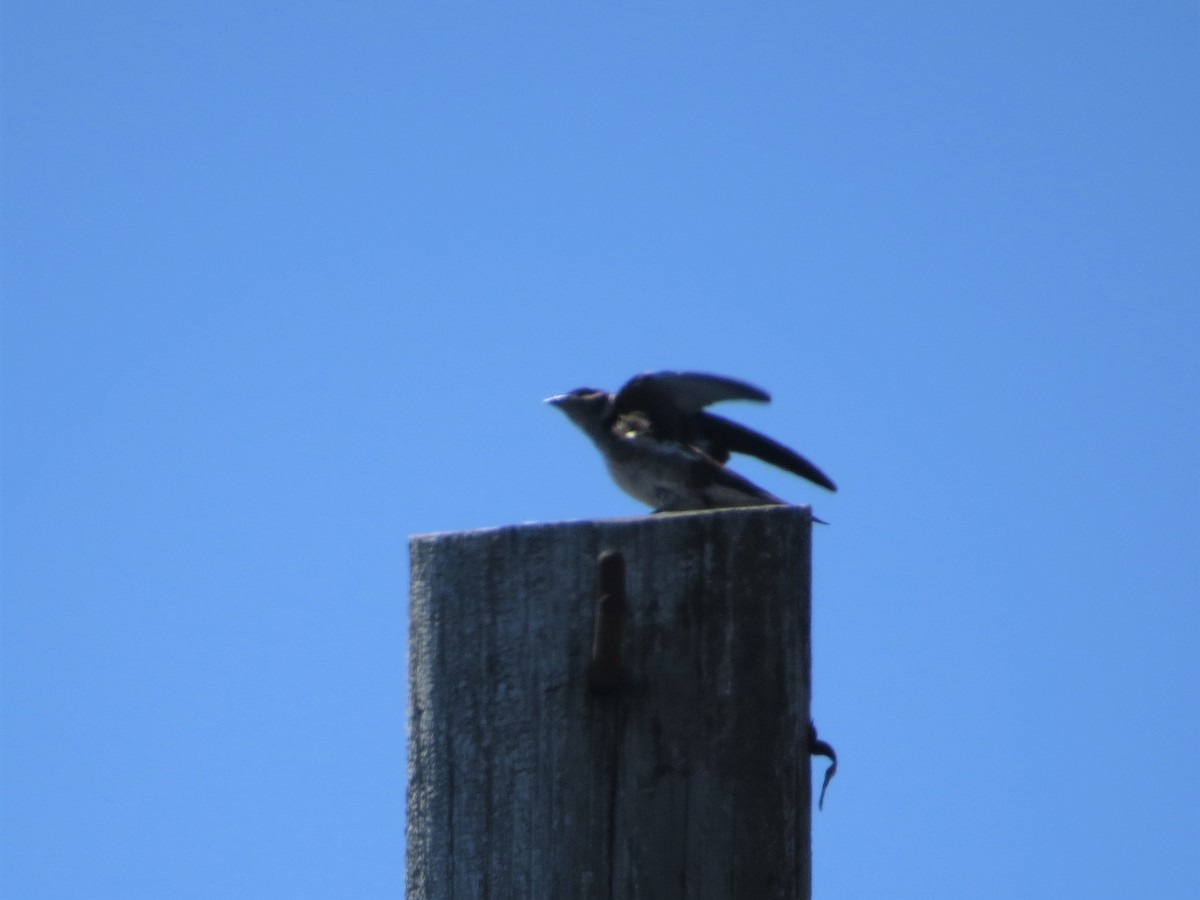 Purple Martin - ML468856141