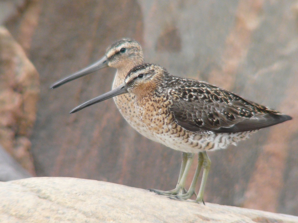 Short-billed Dowitcher - ML468856511