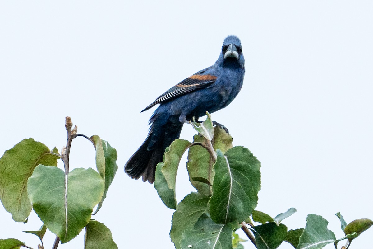 Blue Grosbeak - ML468857151