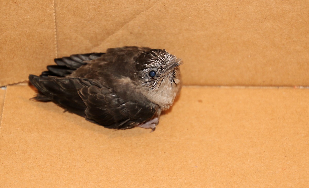 Chimney Swift - ML468857341