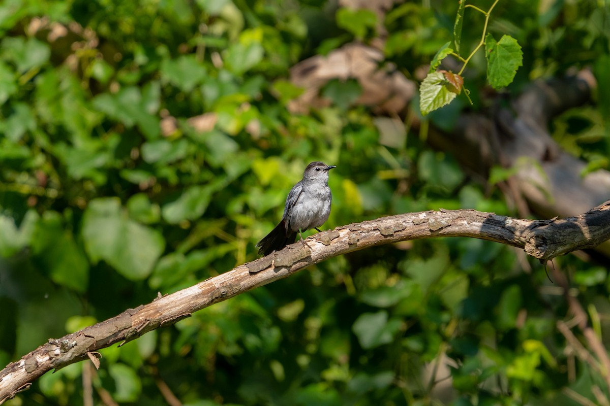 Gray Catbird - Isaac Howell