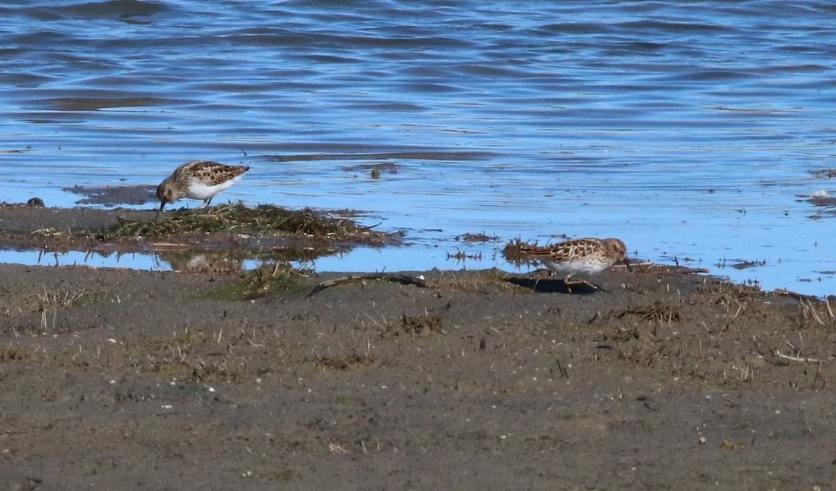 Least Sandpiper - ML468858511