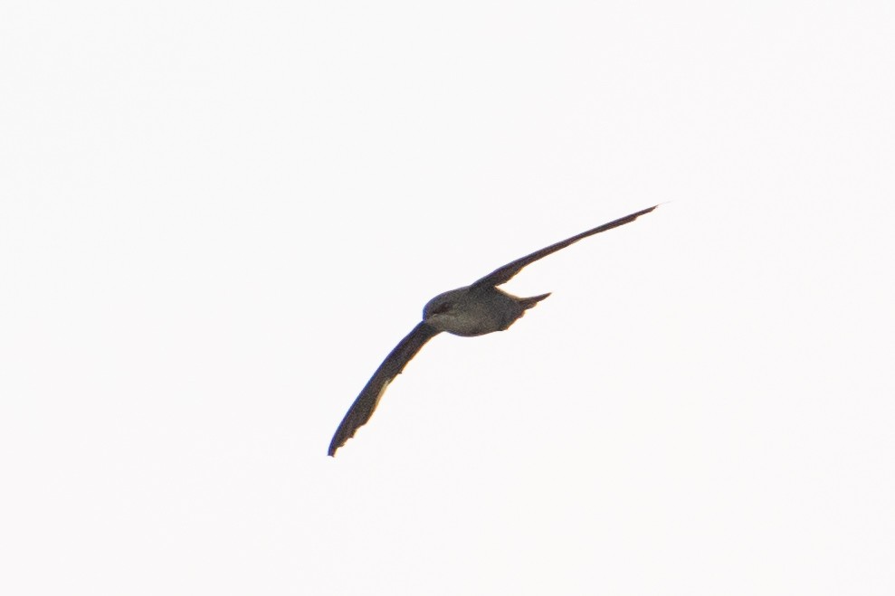 Chimney Swift - ML468859181