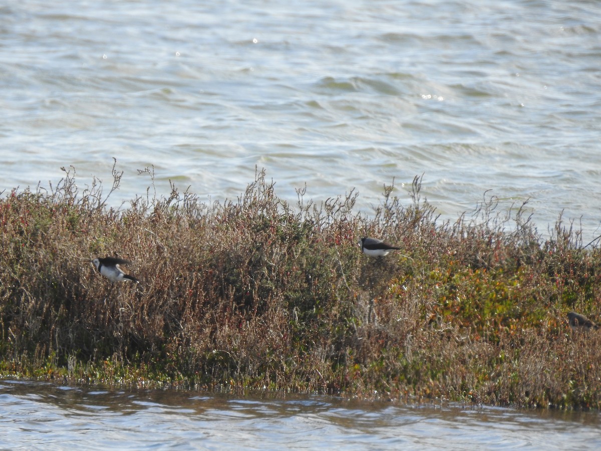 White-fronted Chat - Sally Loveridge