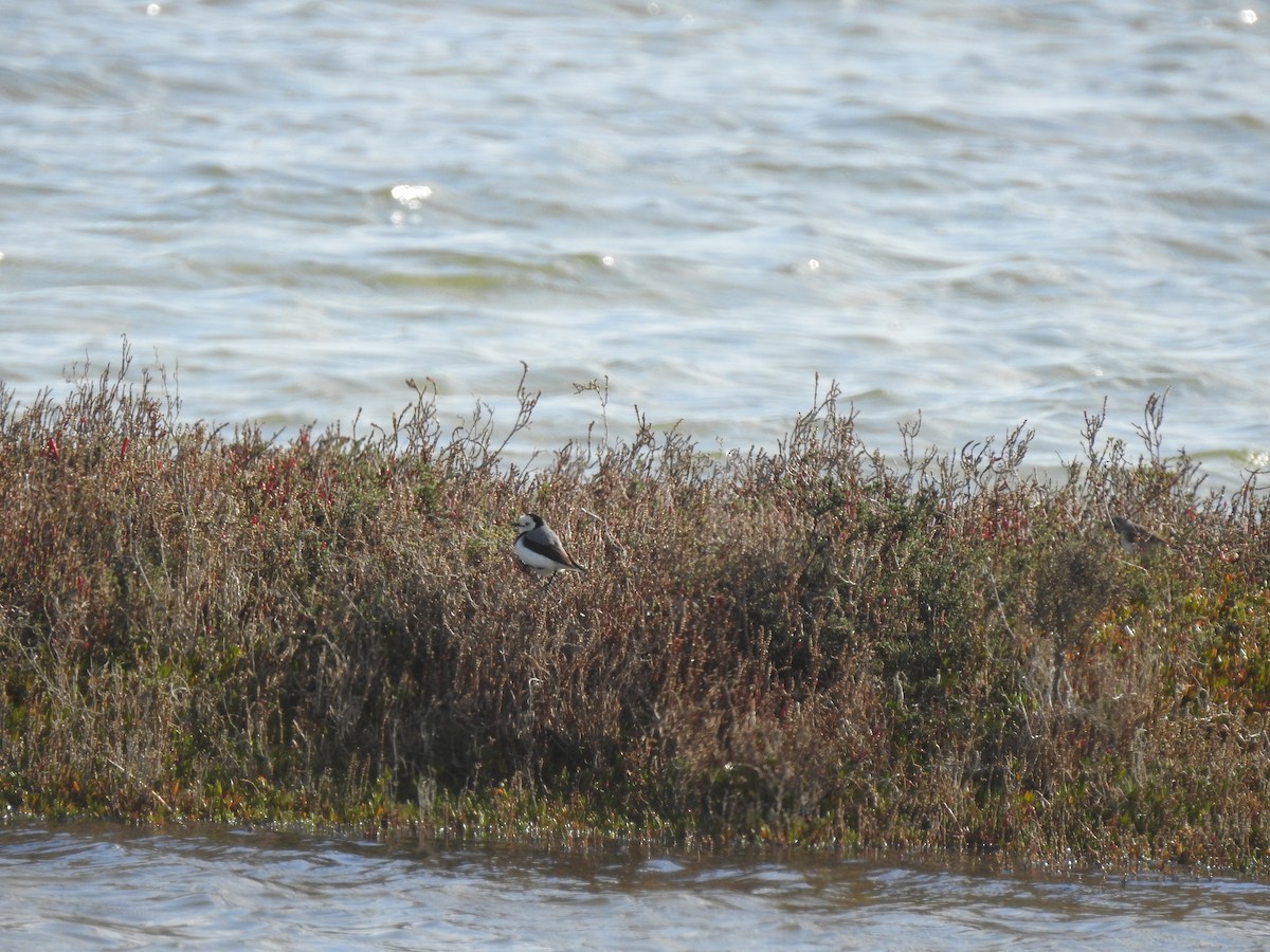 White-fronted Chat - Sally Loveridge