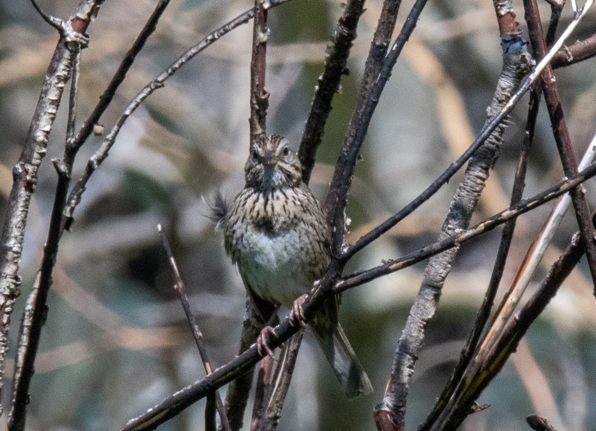 Lincoln's Sparrow - ML468859871