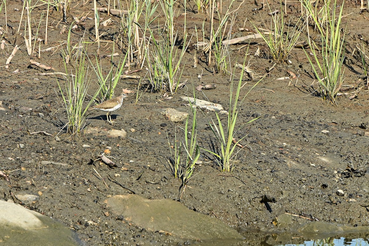 Spotted Sandpiper - ML468860751