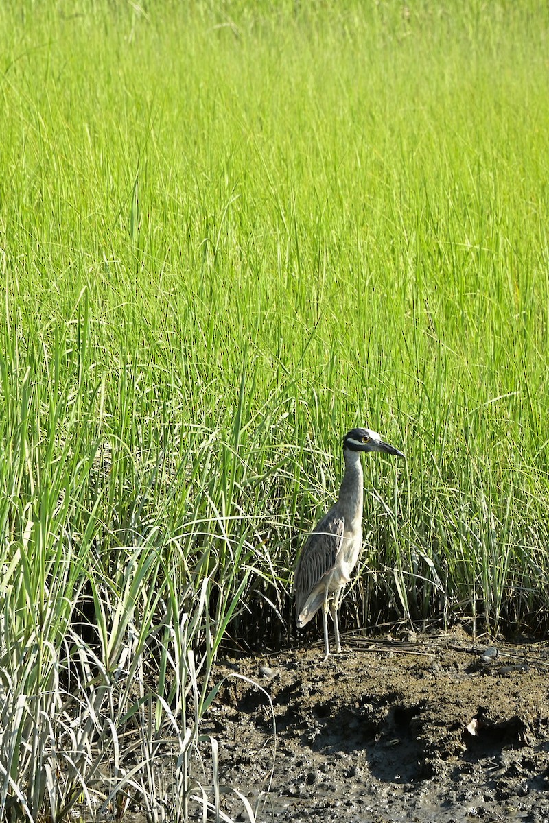 Yellow-crowned Night Heron - ML468862061