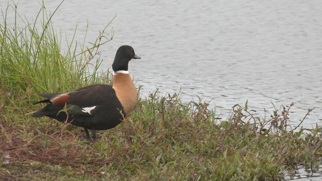 Australian Shelduck - ML468862731