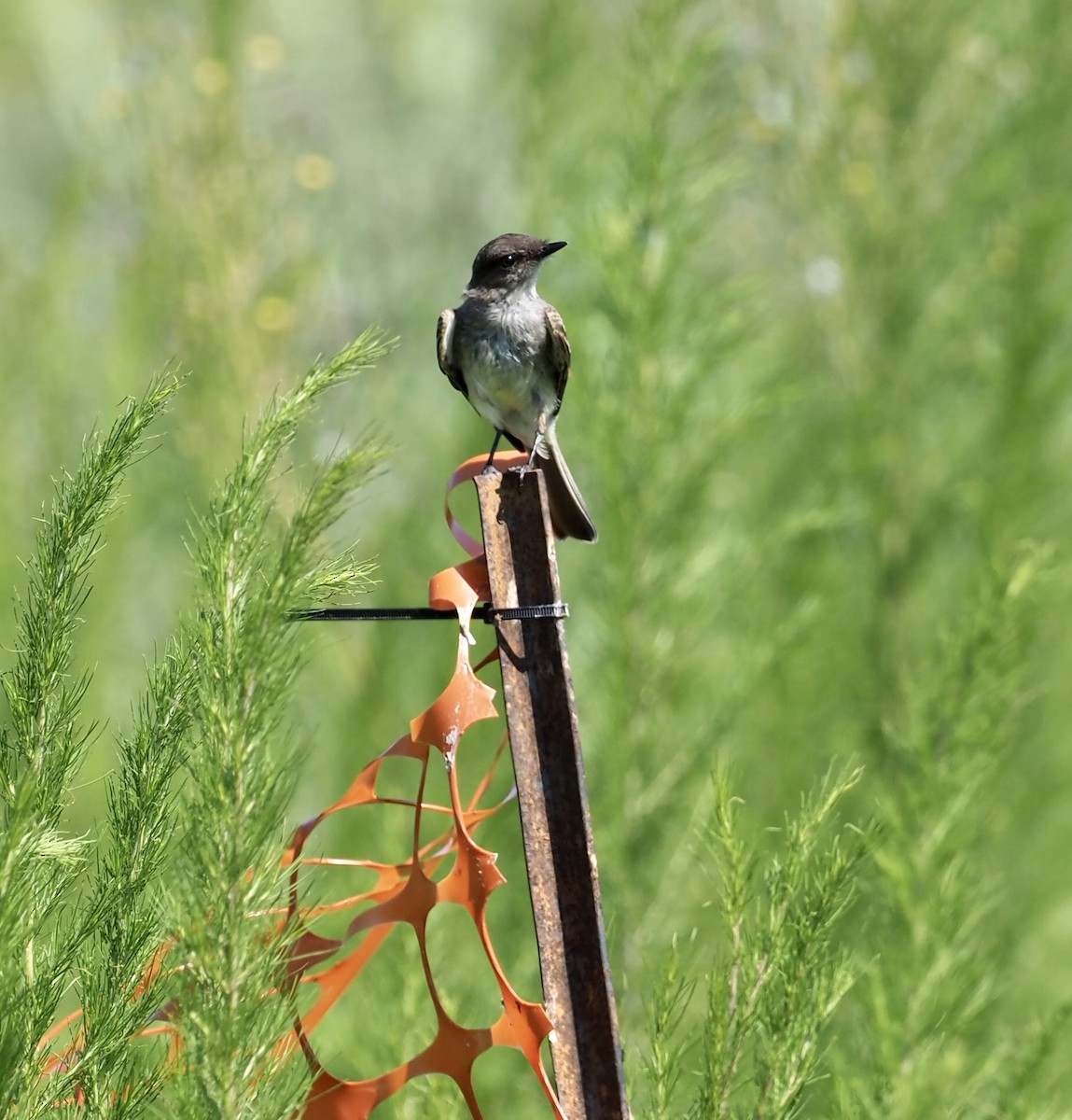 Eastern Phoebe - ML468863591