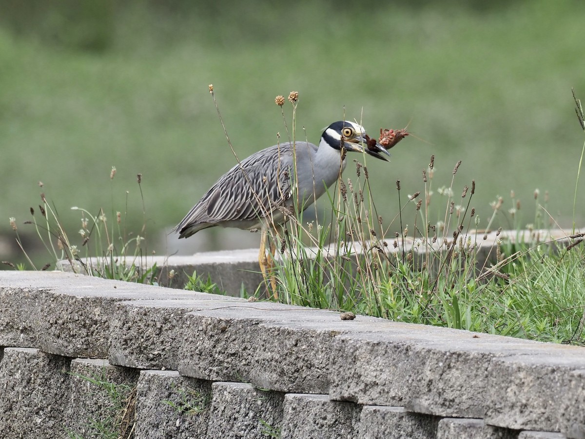 Yellow-crowned Night Heron - ML468864361