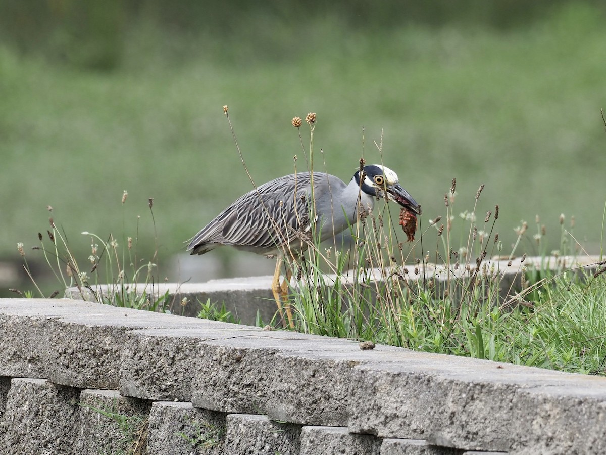 Yellow-crowned Night Heron - ML468864371