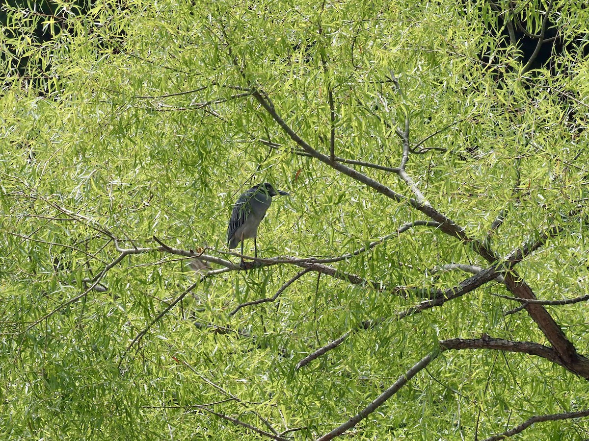 Yellow-crowned Night Heron - ML468864391