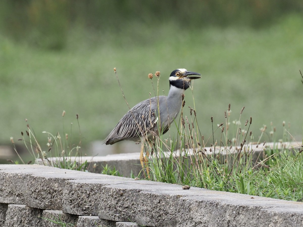Yellow-crowned Night Heron - ML468864431