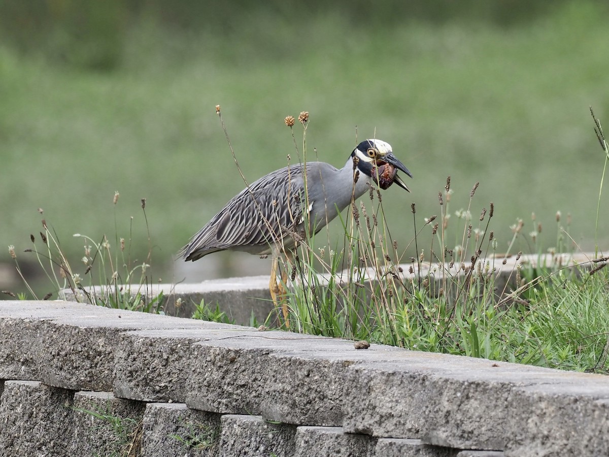 Yellow-crowned Night Heron - ML468864441