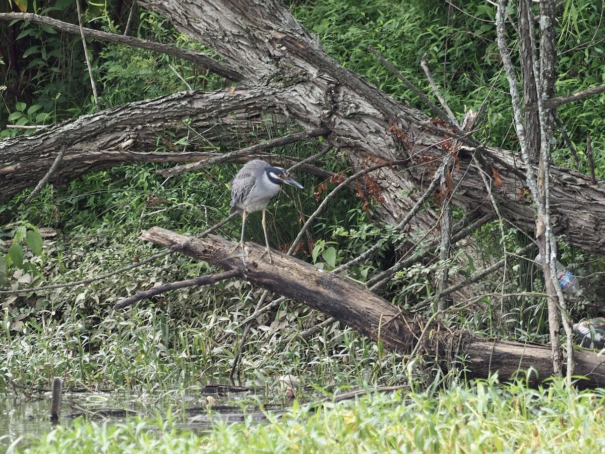 Yellow-crowned Night Heron - ML468864451