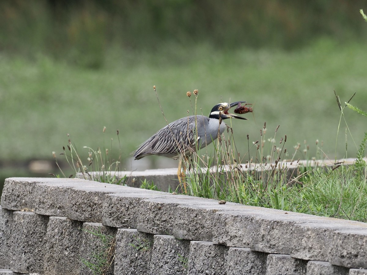 Yellow-crowned Night Heron - ML468864461