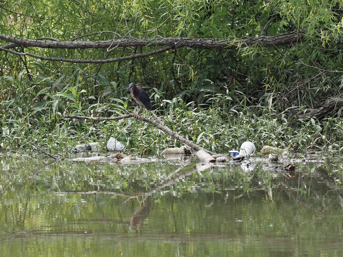 Green Heron - ML468864911