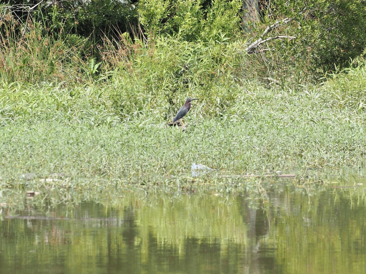 Green Heron - ML468864921