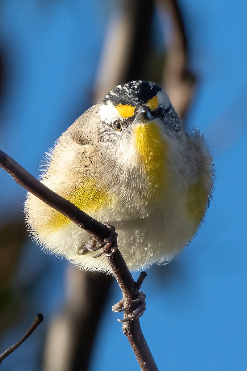 Striated Pardalote - ML468867581