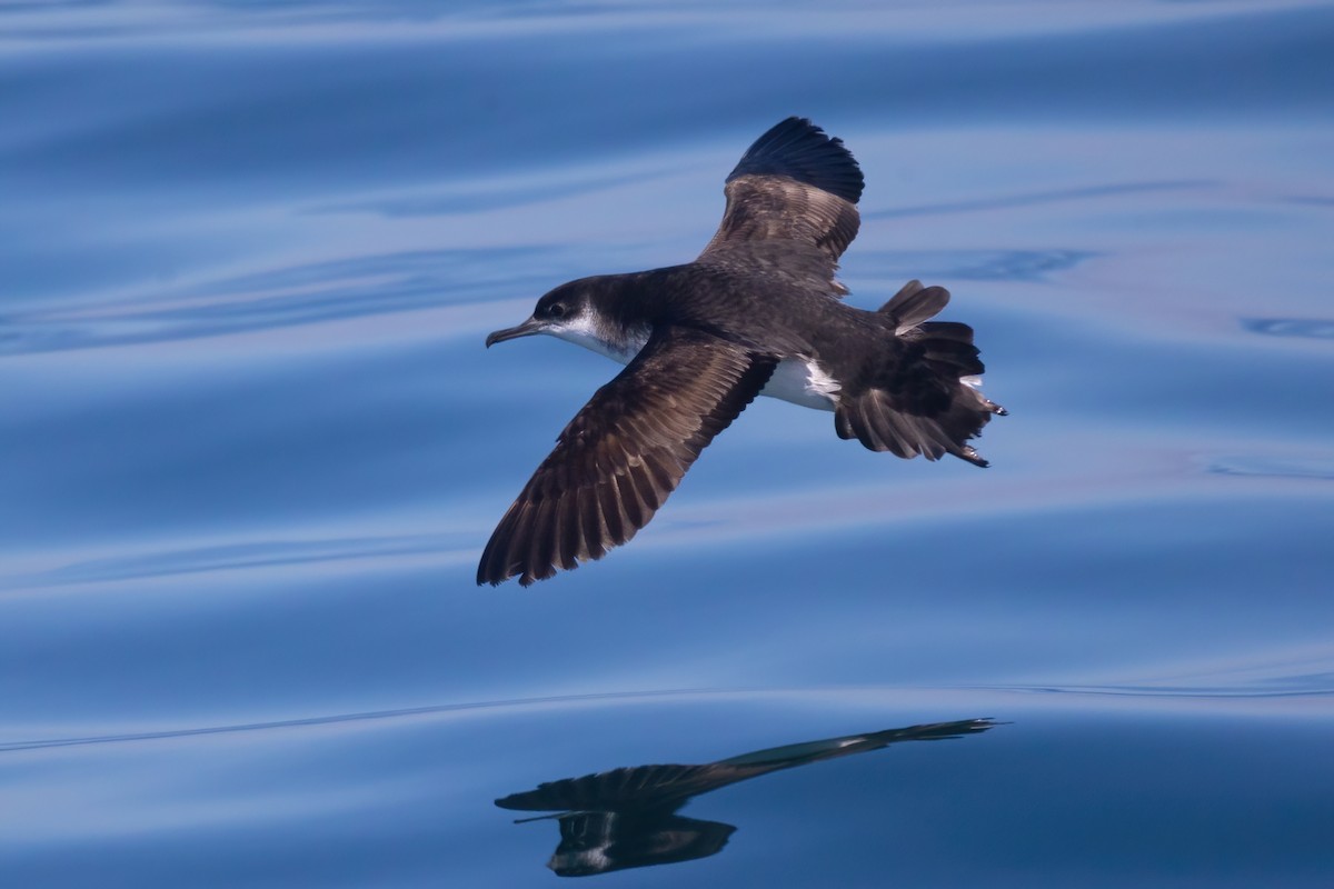 Manx Shearwater - Mitch (Michel) Doucet