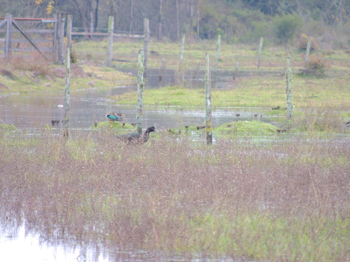 Muscovy Duck - ML468869371