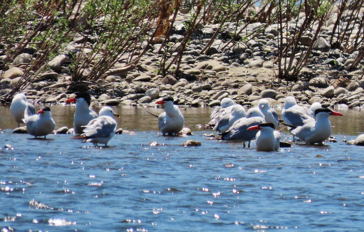 Caspian Tern - Craig Johnson