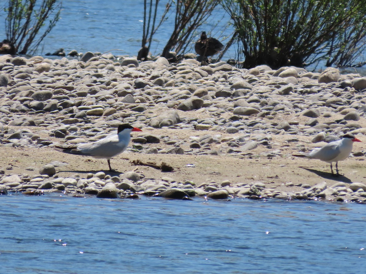 Caspian Tern - Craig Johnson