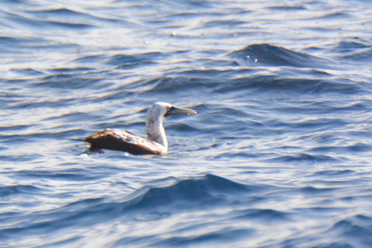 Masked Booby - Troy Ploger