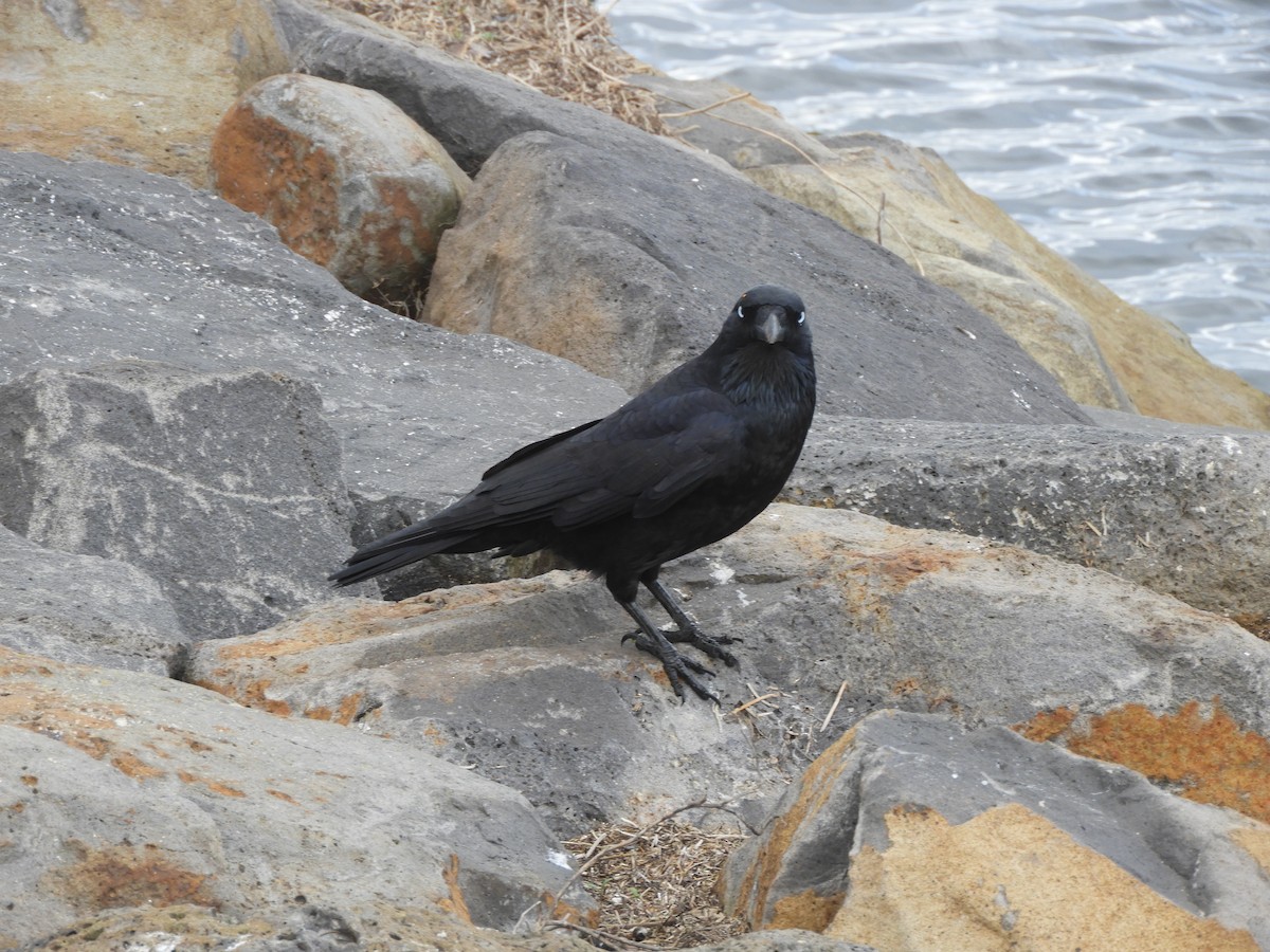 Little Raven - Charles Silveira