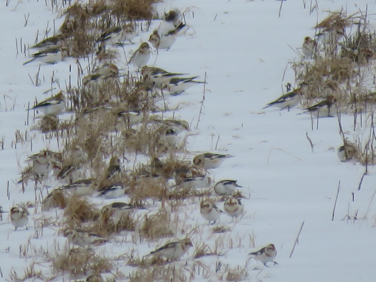 Snow Bunting - ML46887101