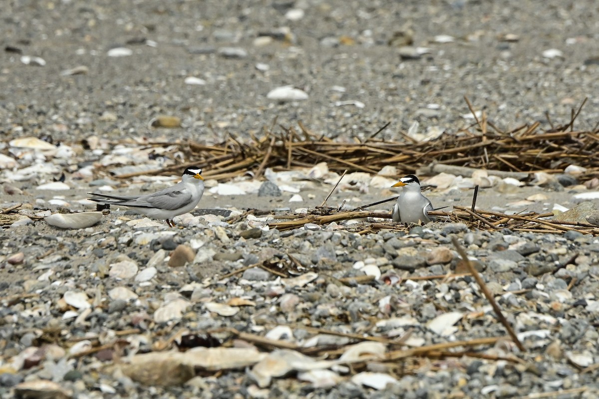 Least Tern - Jeffrey Gray