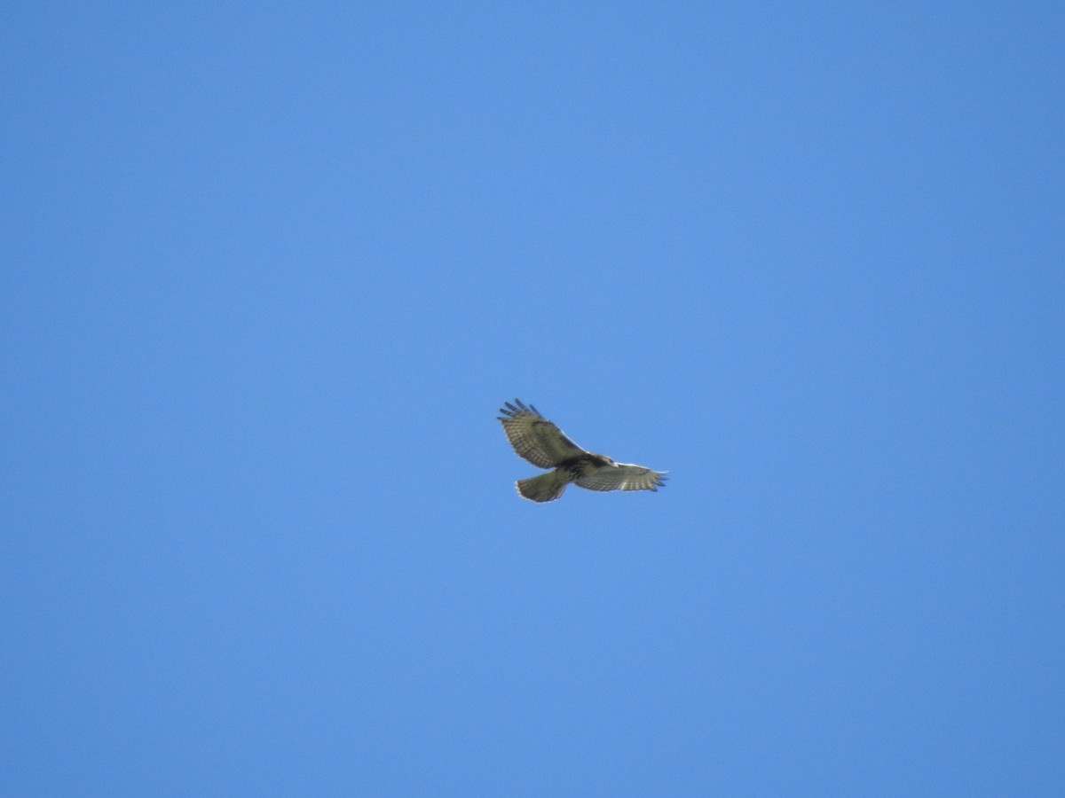 Red-tailed Hawk - ML468874101