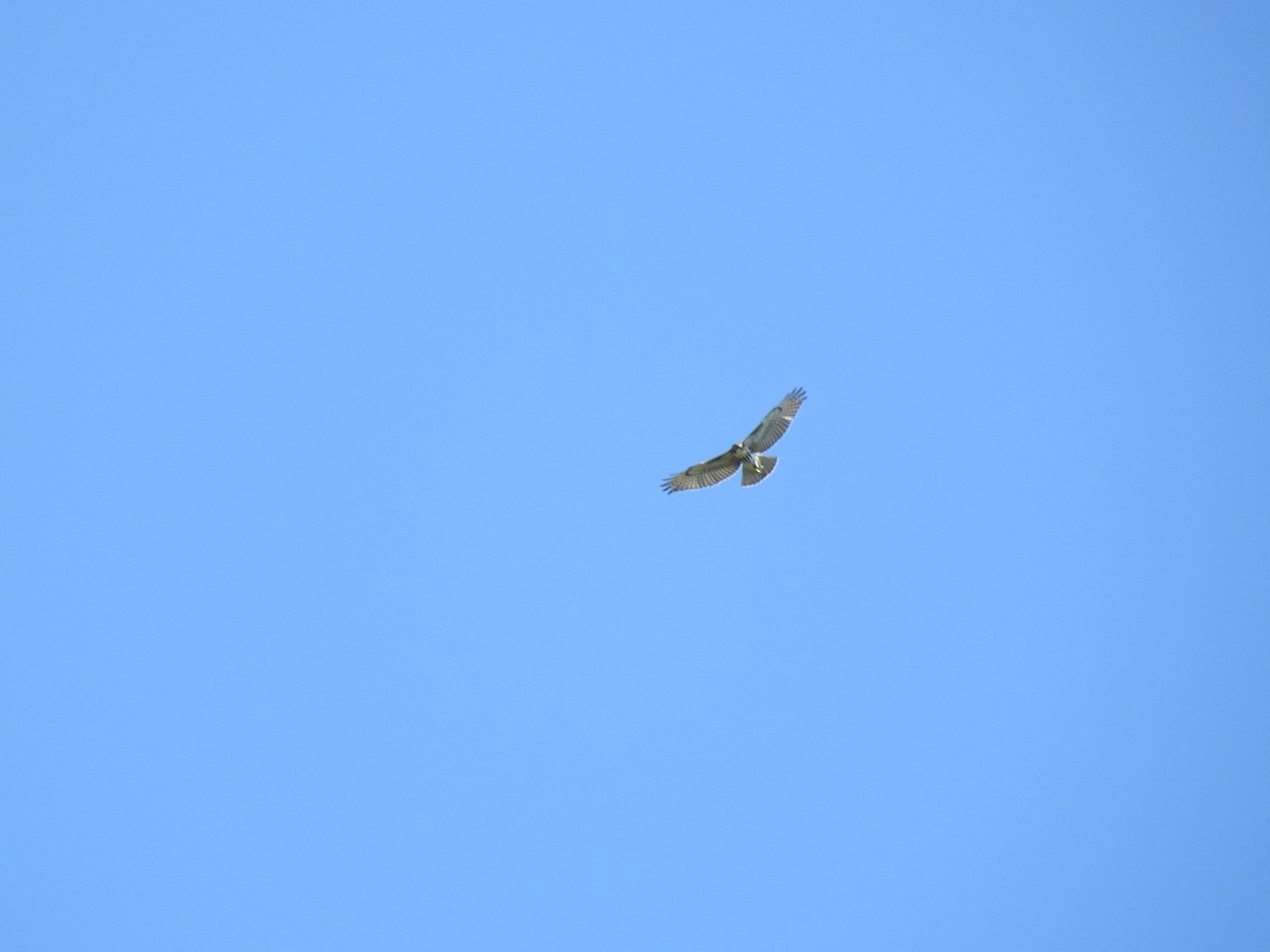 Red-tailed Hawk - ML468874111