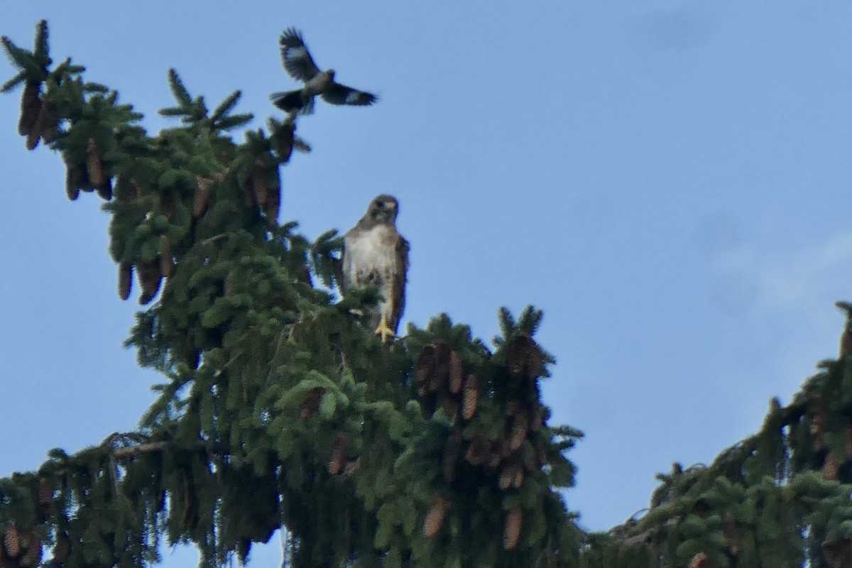 Northern Mockingbird - ML468877541