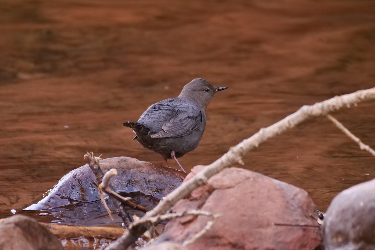 メキシコカワガラス - ML468878101