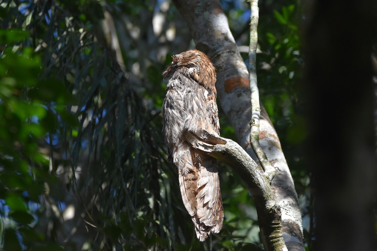 Long-tailed Potoo - Marcelo da Rocha