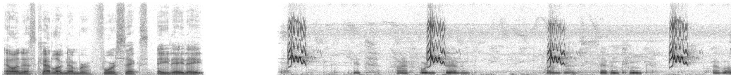 Starkschnabel-Maskentyrann (pitangua) - ML46888