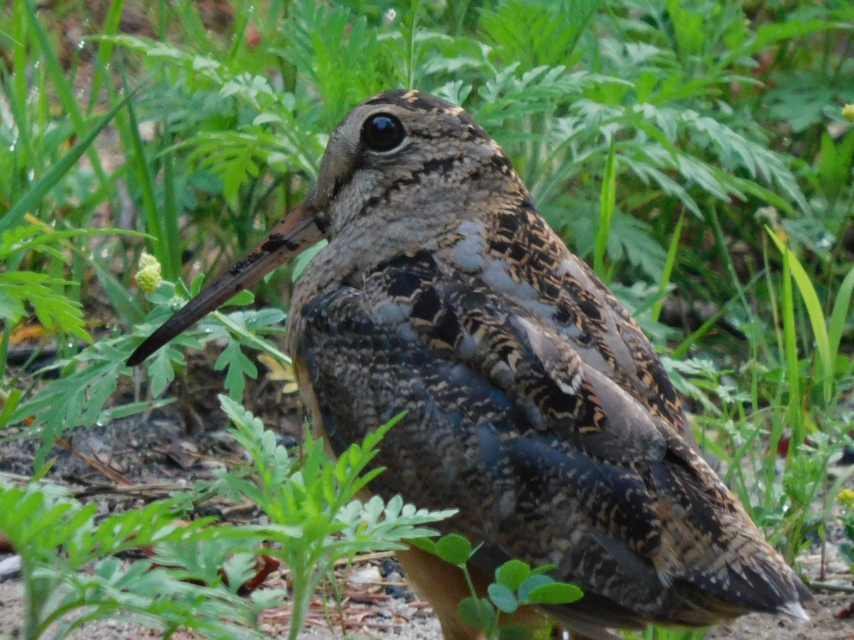 American Woodcock - ML468880231