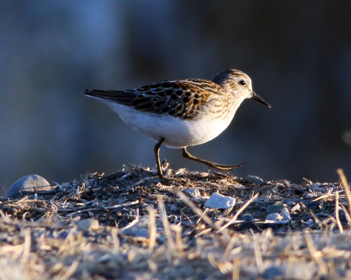 Baird's Sandpiper - ML468880721