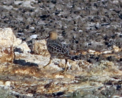 Buff-breasted Sandpiper - ML468880821