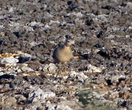 Buff-breasted Sandpiper - Ivar Husa