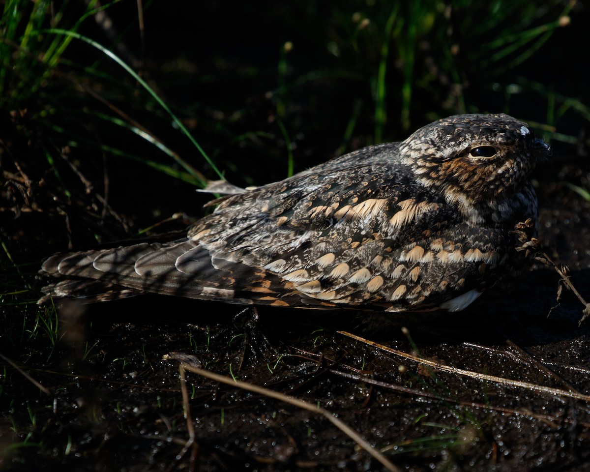 Lesser Nighthawk - ML468881331