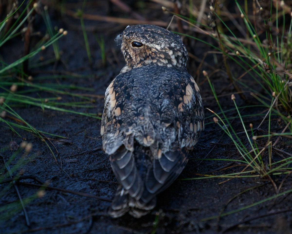 Lesser Nighthawk - ML468881351