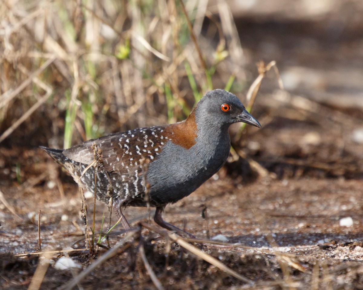 クロコビトクイナ - ML468881521