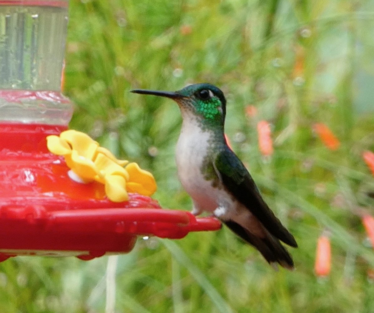 Colibrí Gorjivioleta - ML468882421