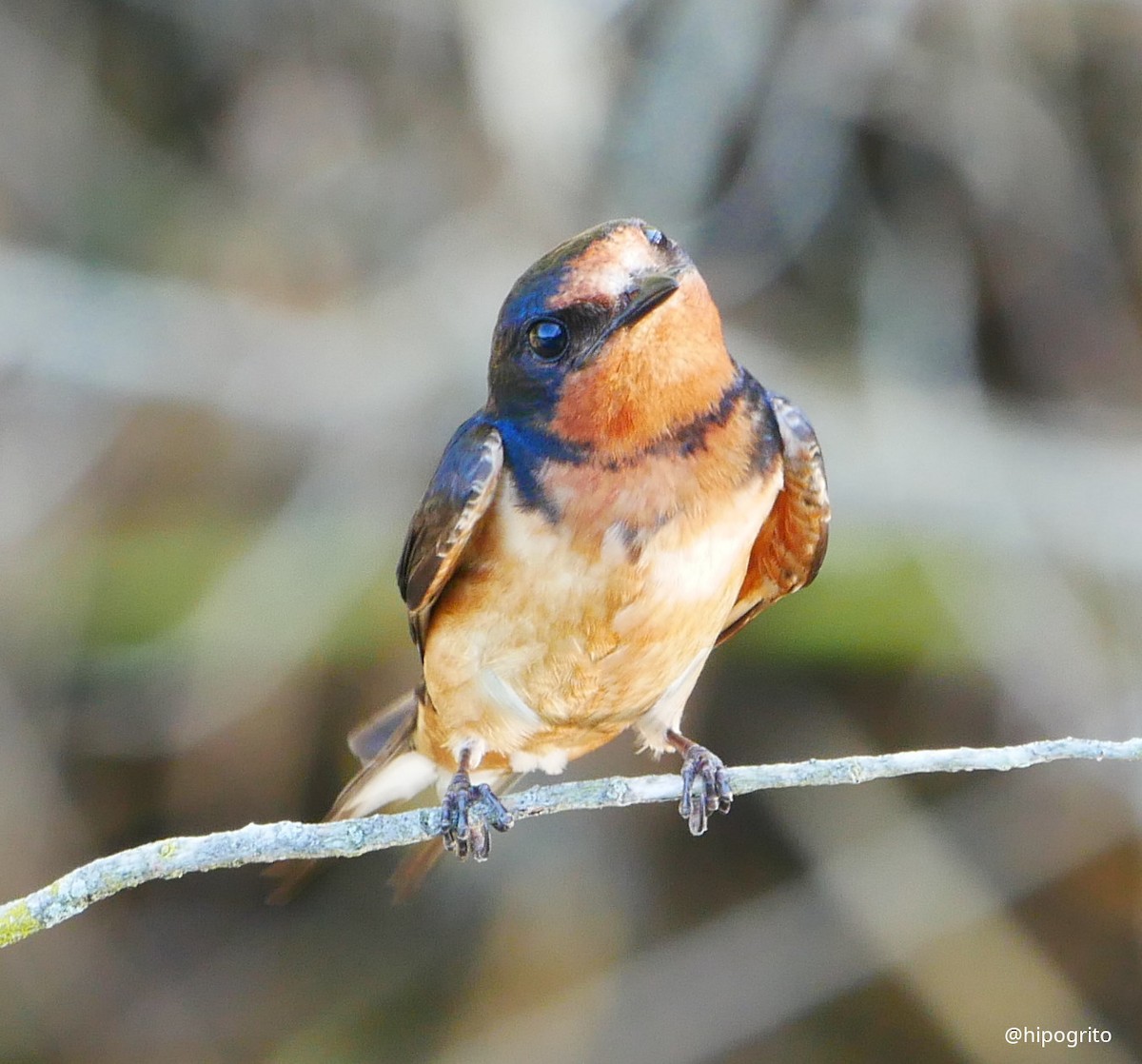 Barn Swallow - ML468883301