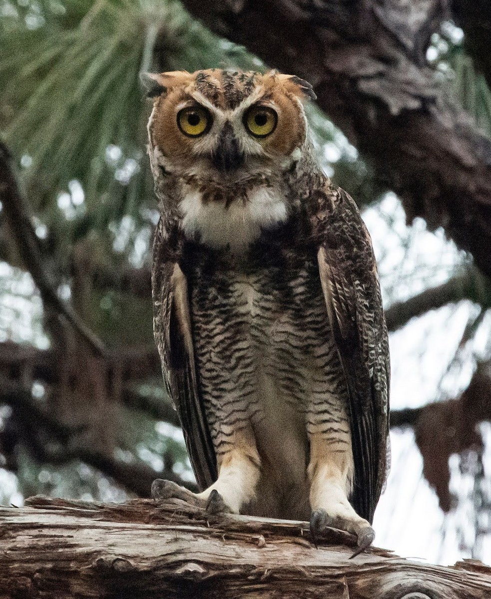 Great Horned Owl - ML468883911